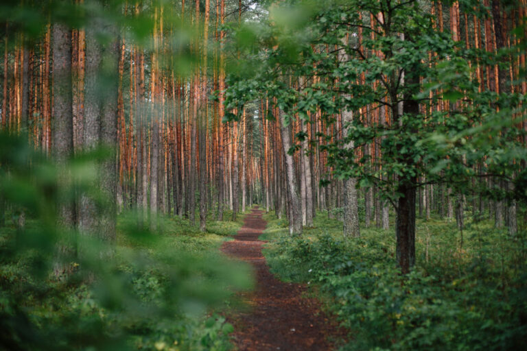 Home Page image of soft path meandering through dense forest. Elemental Therapy in Boulder with Kat Talley offering Acupuncture You have ALL of the Classical Five-Elements within you. However, you have one element that frames your lens of the world through your body, mind & Spirit.