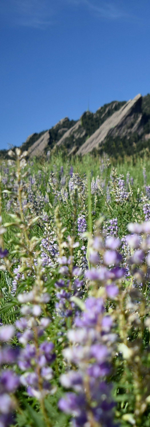 Flatiron mountains in Boulder, CO showing purple flowers in spring with blue sky - left piece